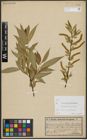 Foto von Salix alba L. x Salix pentandra L.